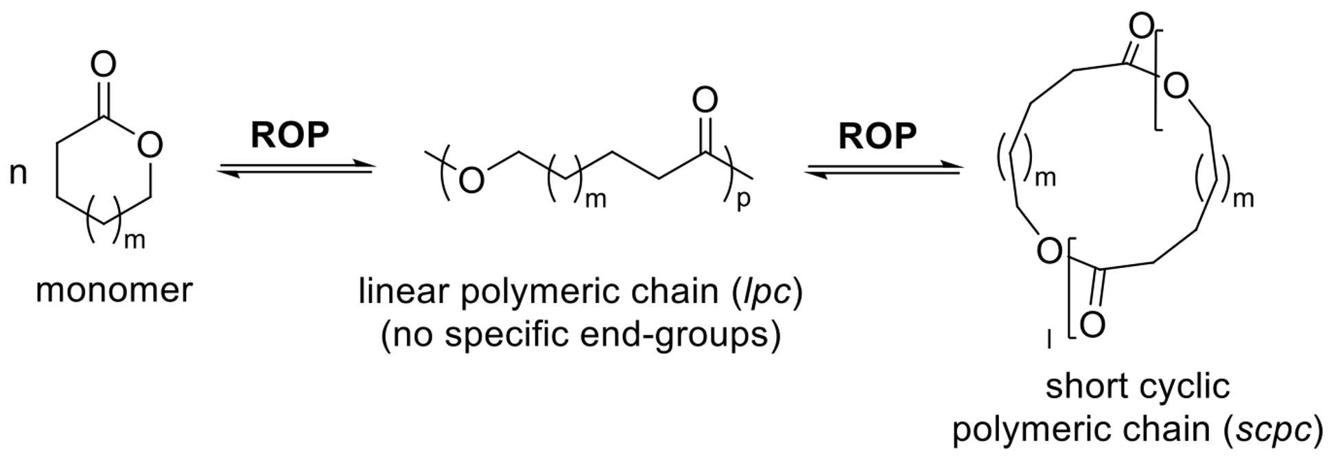 Ring-Chain Equilibrium